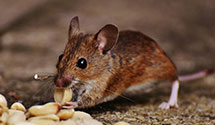 24 Hour & Emergency Exterminators in Watford Cy, ND